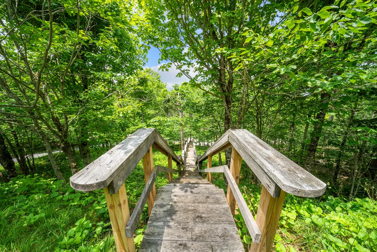 A sun-dappled wooden stairway leads down through lush greenery, capturing the spirit of outdoor discovery and easy access to nature trails from the property. The setting invites families to embrace hiking, nature walks, and exploration in all seasons.